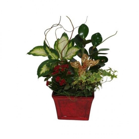 The Christmas garden plant